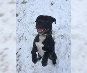 Deitz - Male Bulloxer Dog for Adoption - Photo #6
