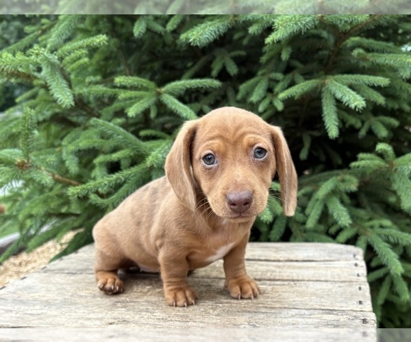 Medium Photo #4 Dachshund Puppy For Sale in MIDDLEBURY, IN, USA