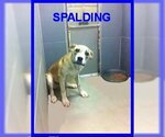 Small Photo #18 Bulldog-Labrador Retriever Mix Puppy For Sale in Rockaway, NJ, USA