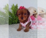 Small #4 YorkiePoo