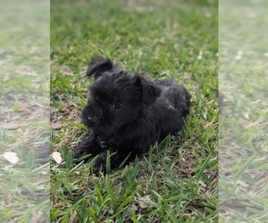 Medium Schnauzer (Miniature)