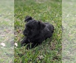 Small Photo #7 Schnauzer (Miniature) Puppy For Sale in HASLET, TX, USA