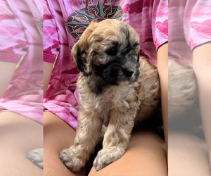 Cavapoo Puppy for sale in SAN ANTONIO, TX, USA