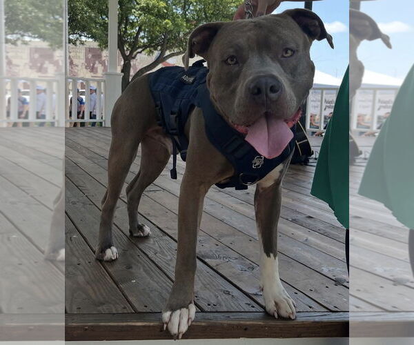 Medium Photo #3 American Pit Bull Terrier-Unknown Mix Puppy For Sale in Euless, TX, USA