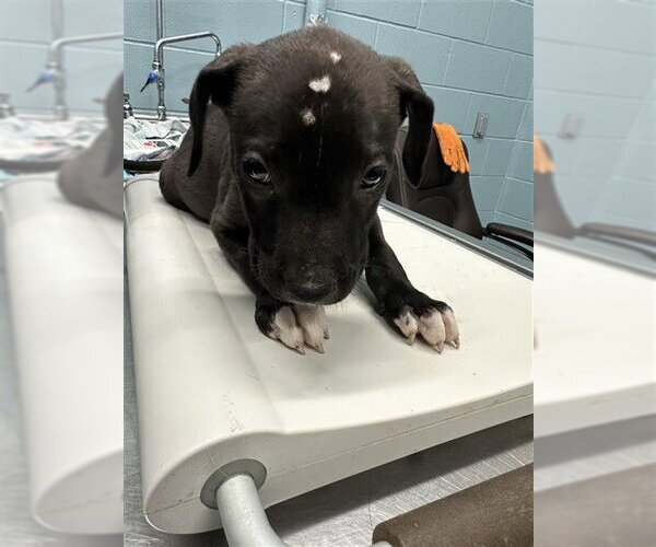 Medium Photo #1 American Pit Bull Terrier-Unknown Mix Puppy For Sale in Corpus Christi, TX, USA