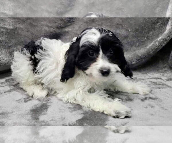 Medium Photo #3 Cavalier King Charles Spaniel Puppy For Sale in Lincolnwood, IL, USA