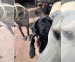 Small Photo #4 German Shorthaired Lab Puppy For Sale in TACOMA, WA, USA