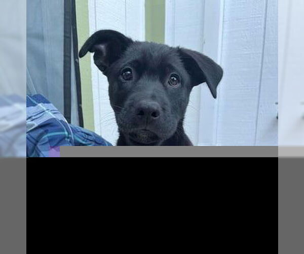 Medium Photo #3 Mutt Puppy For Sale in Fremont, CA, USA
