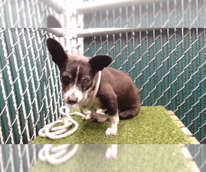 Chihuahua-Unknown Mix Dogs for adoption in Downey, CA, USA