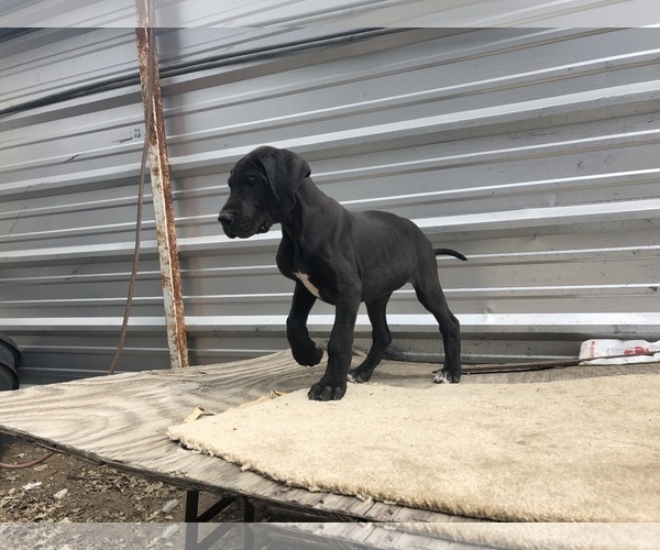 Medium Photo #8 Great Dane Puppy For Sale in FONTANA, CA, USA