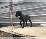 Small Photo #8 Great Dane Puppy For Sale in FONTANA, CA, USA