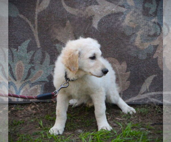 Medium Photo #3 Golden Retriever-Kuvasz Mix Puppy For Sale in Holly Hill, SC, USA