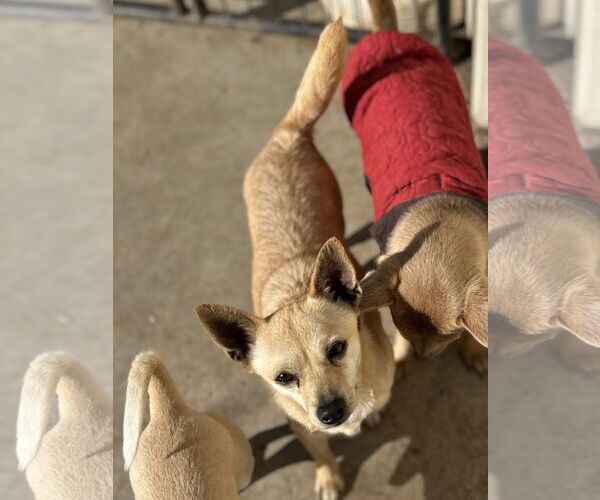 Medium Photo #1 Chihuahua-Unknown Mix Puppy For Sale in Chico, CA, USA
