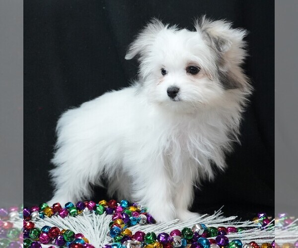 Medium Photo #5 Maltipom Puppy For Sale in ROCK VALLEY, IA, USA