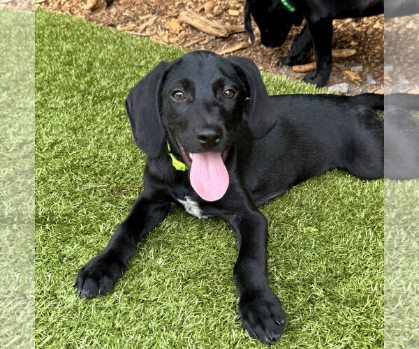 Medium Photo #1 Mutt Puppy For Sale in Hilton Head, SC, USA