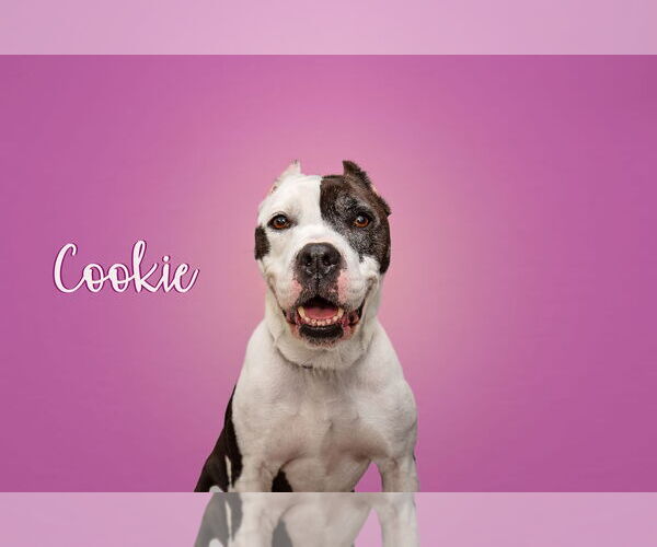 Medium Photo #6 American Pit Bull Terrier-Unknown Mix Puppy For Sale in Landenberg, PA, USA