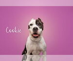 Small #5 American Pit Bull Terrier Mix