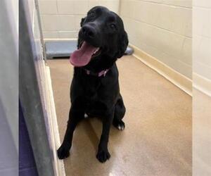 Labrador Retriever-Unknown Mix Dogs for adoption in Anchorage, AK, USA