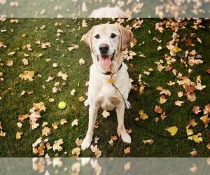Labrador Retriever Dogs for adoption in San Antonio, TX, USA