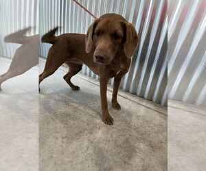 Medium Chocolate Labrador retriever Mix
