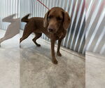 Small Chocolate Labrador retriever Mix
