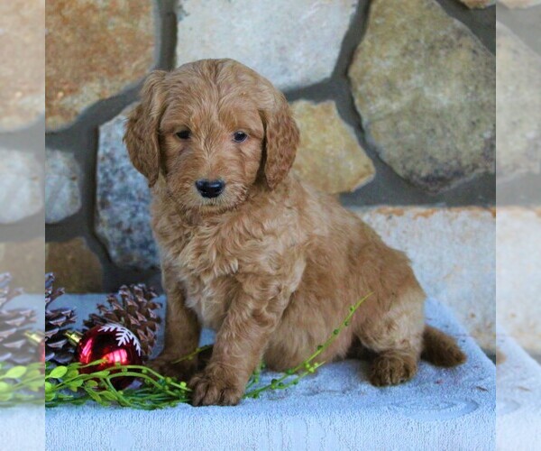 Medium Photo #2 Goldendoodle-Poodle (Standard) Mix Puppy For Sale in KINZERS, PA, USA