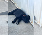 Small #1 Labrador Retriever