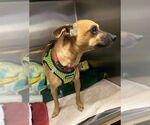 Small #1 Chiweenie