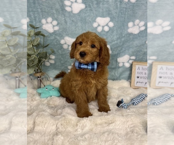 Medium Photo #2 Goldendoodle mix (+ Poodle Miniature) Puppy For Sale in NOBLESVILLE, IN, USA