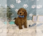 Small #1 Goldendoodle mix (+ Poodle Miniature)