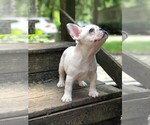 Small Photo #12 French Bulldog Puppy For Sale in READING, PA, USA