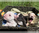 Small Photo #3 French Bulldog Puppy For Sale in EUGENE, OR, USA