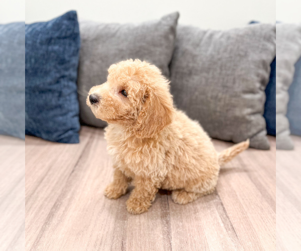 Medium Photo #46 Miniature Labradoodle Puppy For Sale in MILLERSBURG, OH, USA