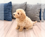 Small #4 Miniature Labradoodle