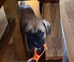 Puppy Junior Cane Corso