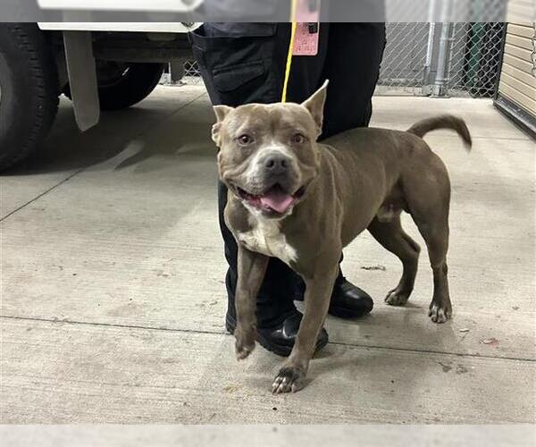 Medium Photo #1 American Pit Bull Terrier-Unknown Mix Puppy For Sale in Houston, TX, USA