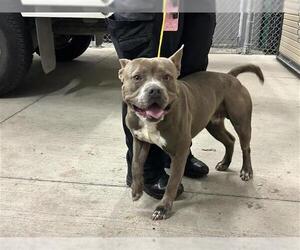 American Pit Bull Terrier-Unknown Mix Dogs for adoption in Houston, TX, USA