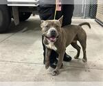 Small American Pit Bull Terrier Mix
