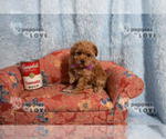Small Photo #19 Poodle (Toy) Puppy For Sale in SANGER, TX, USA