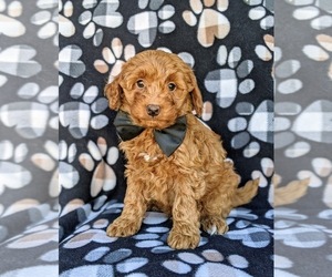 Goldendoodle Puppy for sale in NOTTINGHAM, PA, USA