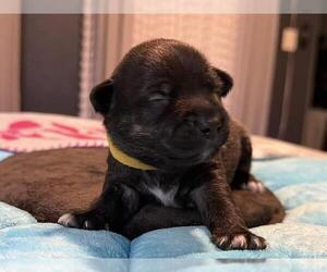 Dachshund-Unknown Mix Dogs for adoption in San Antonio, TX, USA