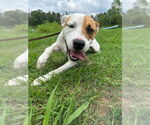 Small #1 Bulldog-Labrador Retriever Mix