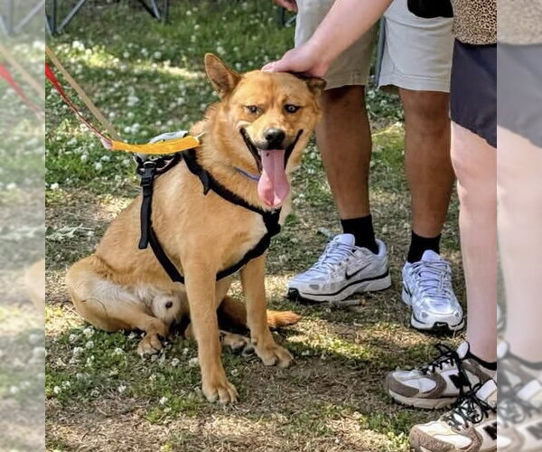 Medium Photo #3 Siberian Husky-Unknown Mix Puppy For Sale in Spring Lake, NC, USA