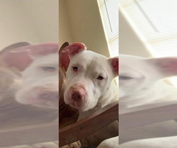 Medium Photo #1 American Staffordshire Terrier Puppy For Sale in San Antonio, TX, USA