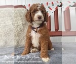 Small #6 Goldendoodle (Miniature)