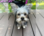 Small Mutt