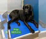 Small #2 Great Dane Mix