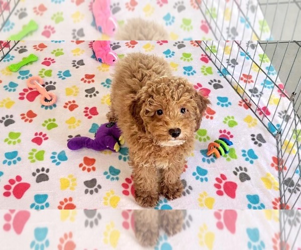 Medium Photo #8 Cock-A-Poo-Poodle (Miniature) Mix Puppy For Sale in ORO VALLEY, AZ, USA