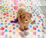 Small #7 Cock-A-Poo-Poodle (Miniature) Mix