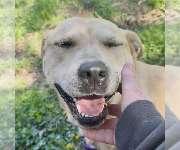 Medium Photo #4 Mutt Puppy For Sale in Piedmont, MO, USA